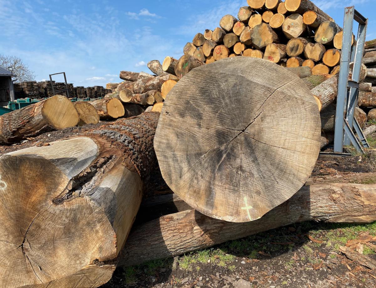 Bois : la profession dénonce des amalgames dans « un coup de gueule »